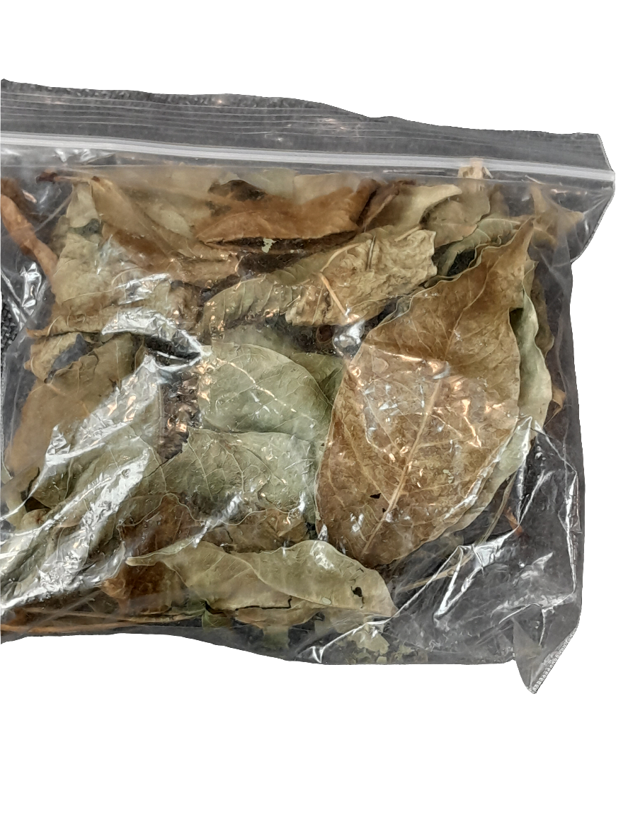 Feuilles sèchées