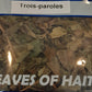 Feuilles sèchées